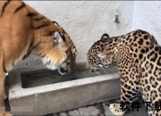 美洲豹VS老虎：丛林霸主与草原之王的终极力量对决