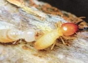 蚍蜉揭秘：微小昆虫的生态特征_生命周期与物种定义解析