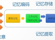 小老虎逃出森林线索收集与谜题破解全流程技巧