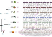 甜瓜苦味之谜：成因解析与苦味形成机制深度探析