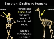 站立睡眠之谜：马_火烈鸟_长颈鹿的进化生存策略