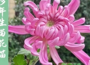 菊花色彩全解析：从金黄到紫红的多色谱系_常见品种颜色盘点