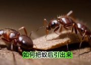 蚁后巢穴定位技巧与高效击败战斗策略全解析