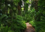 亚马逊探险游戏攻略资源不足与迷路困扰的快速通关技巧