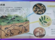 《微小力量大智慧：蚂蚁王国协作生存之道与微观生态探秘》