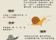 蜗牛最爱吃什么？揭秘它们的饮食偏好与营养来源