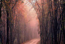 荆棘与温柔，玫瑰的哲学