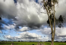 秋之魂，菊，风骨与温情的礼赞