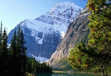 告别黄叶烂根！养好盆栽玫瑰的5个关键养护步骤