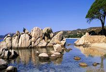 翠雀花，夏日里的蓝紫色精灵